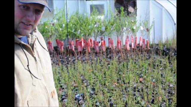 Fast Growing The Dawn Redwood Trees we Grow