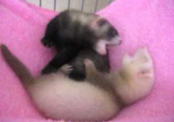Baby Ferrets Fight Like Typical Siblings