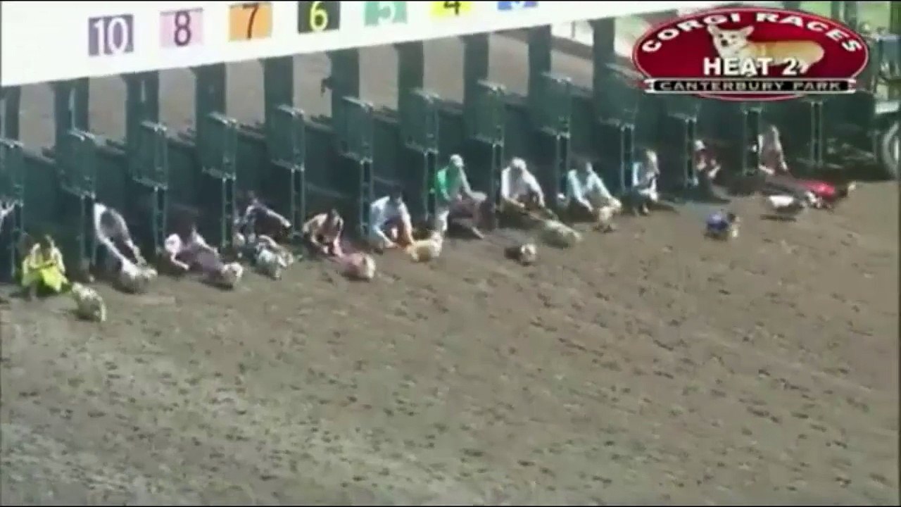 Animaux de course