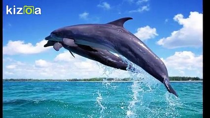 Dolphin Cruise Tour Goa India