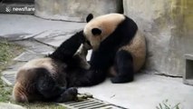 Giant panda siblings can't stop 'French kissing'