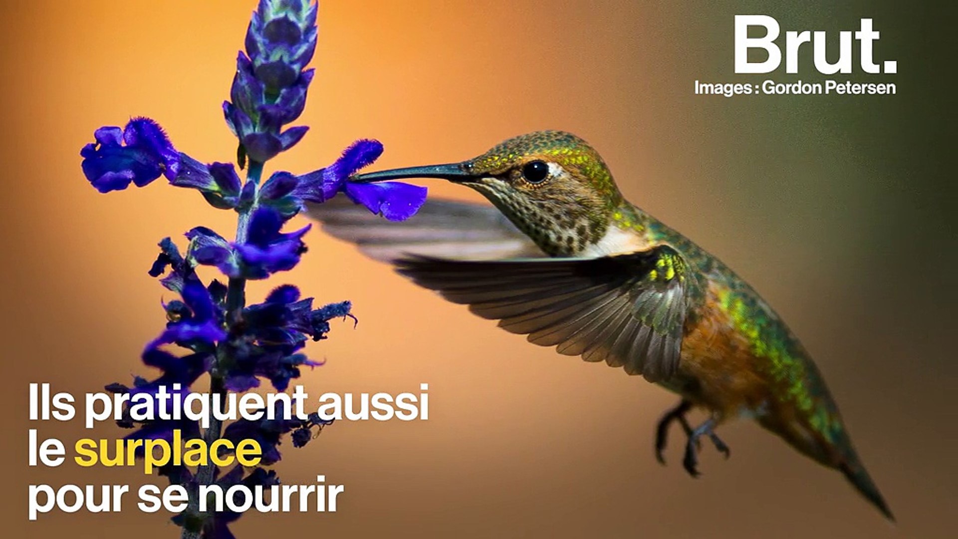 Le Colibri Un Drôle Doiseau Capable De Voler En Arrière