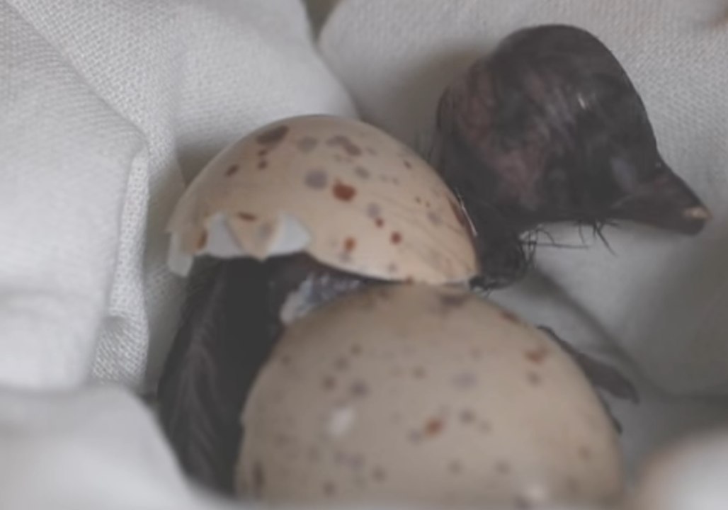 Rare Guam Rail Chick Hatches at National Zoo