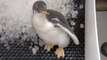 Milwaukee County Zoo Staff Keep Baby Penguin Away From Water Until Moulting Process Begins