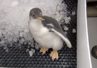 Milwaukee County Zoo Staff Keep Baby Penguin Away From Water Until Moulting Process Begins
