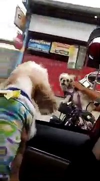 Une dispute entre deux Shih tzus en plein route !