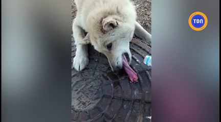 Un chien a la langue collée à une bouche d'égout