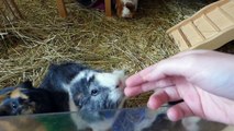 Wheek-ly Vlog 66: Guinea Pig Cage Cleaning & Hammock Time