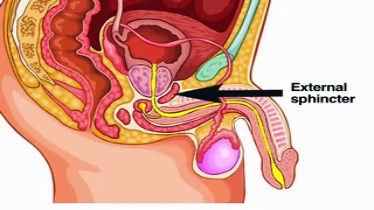 Catheterization of the Urethra in Male Children