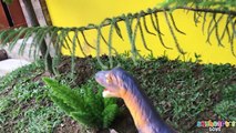 RAPTOR ATTACKS TODDLER - Baby Dinosaur Sneaks in our house nerf war dinosaur toys for children kids