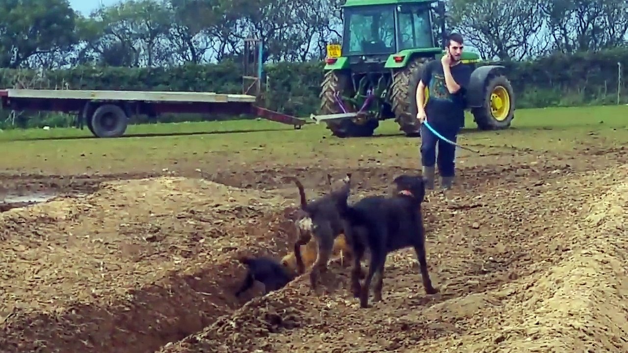 PERROS TERRIER CAZANDO RATAS EN UNA GRANJA!! IMPRESIONANTE