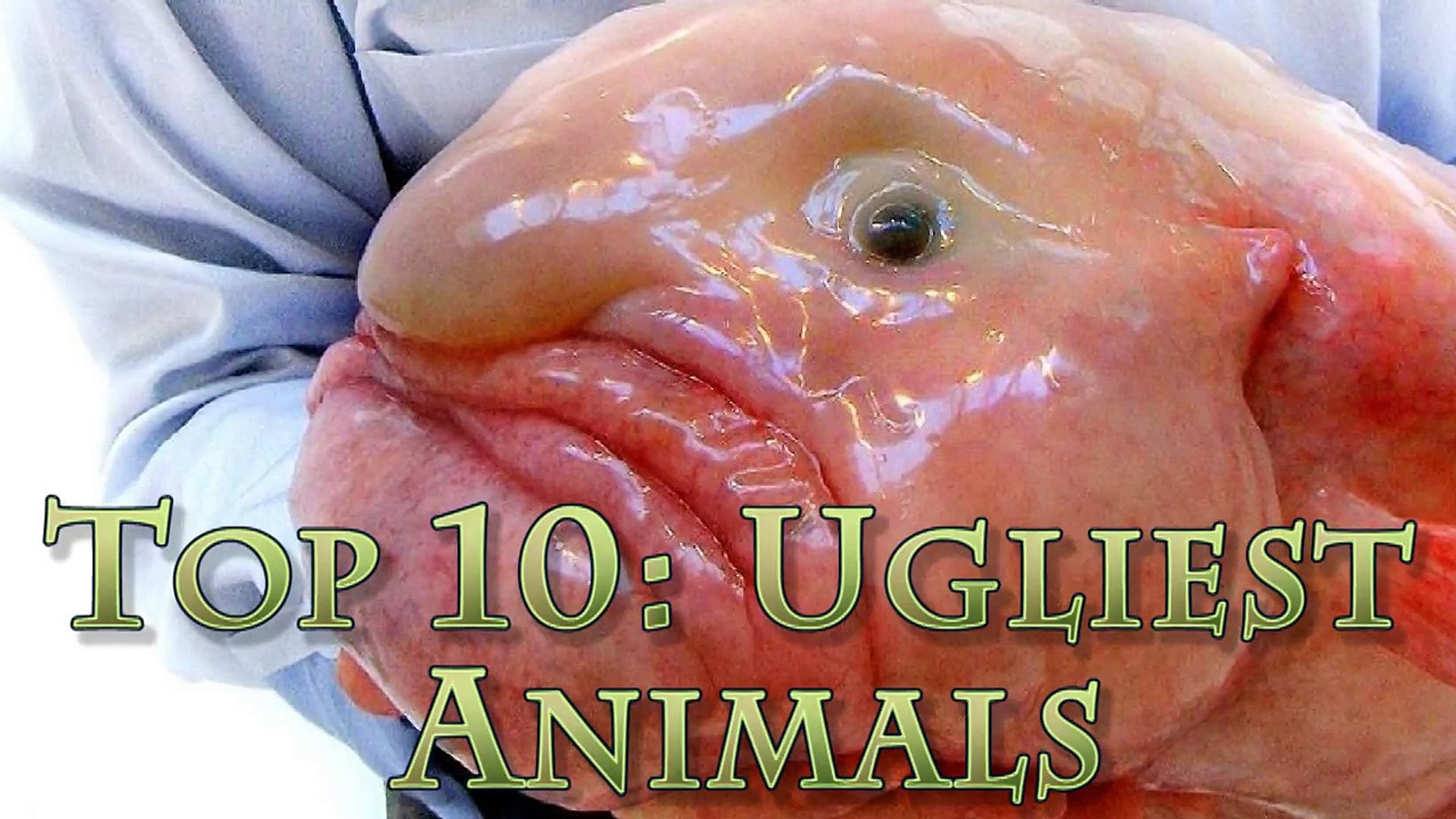 Top 10 Ugliest Animals Video Dailymotion