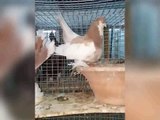 best & butfull breeding fancy pigeons Daley ivities