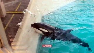 Orca Uses Bait To Hunt and Eat Bird