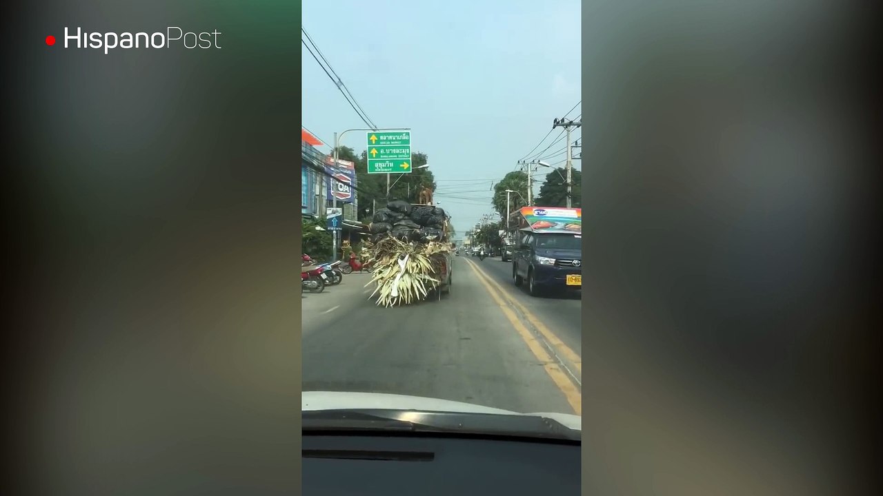En Tailandia vive un perro que surfea sobre los camiones
