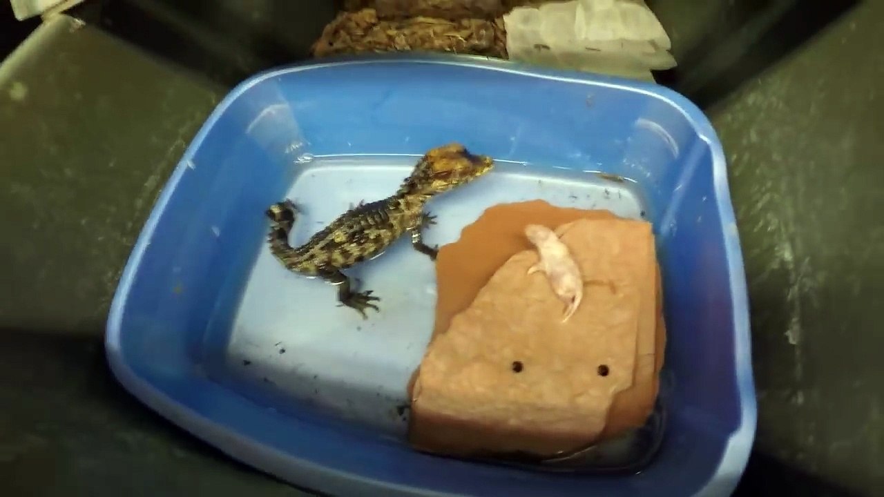 L'heure du repas pour ces bébés crocodile adorables... Miam