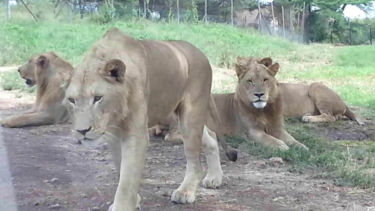 Quand un lion vient ouvrir ta portière en plein safari... Flippant