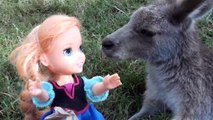 Anna and Elsa Toddlers Trip Koalas Zoo # 2 Feed real Kangaroos Swim and Meet animals Toys In Action
