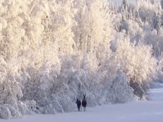 Caught on camera! Moose take peaceful stroll through snowy forest in Alaska - ABC15 Digital
