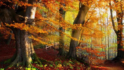 Relaxing Celtic Music - Dance of Life