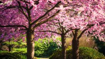 Beautiful Relaxing Music - Japanese Garden