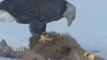Hungry Bald Eagle Snacks on Roadkill in Farmington