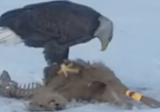 Hungry Bald Eagle Snacks on Roadkill in Farmington