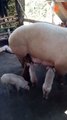 Mother Pig Nurses A Puppy Alongside Her Own Little Piglets!