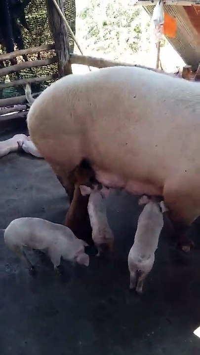 Mother Pig Nurses A Puppy Alongside Her Own Little Piglets!