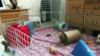 BudgetBunny: Floortime With The Rabbits & Guinea Pigs