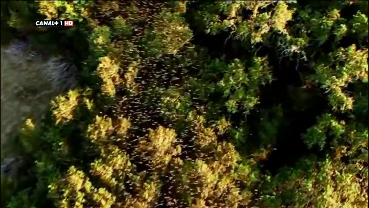 Busardos colirrojos cazando Murcielagos en vuelo