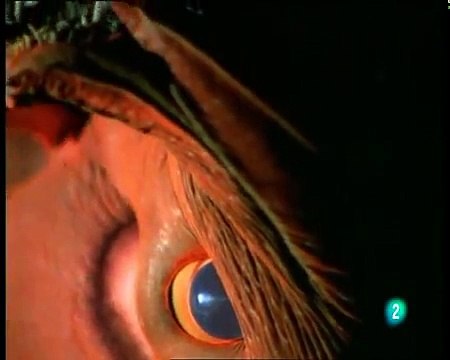 el extraño calamar vampiro