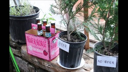 Is Beer Good for Green Giant Arborvitae