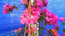 Indoor Tropical Plants: Overwintering The Bougainvillea. Phalaenopsis and Oncidium Sharry Baby