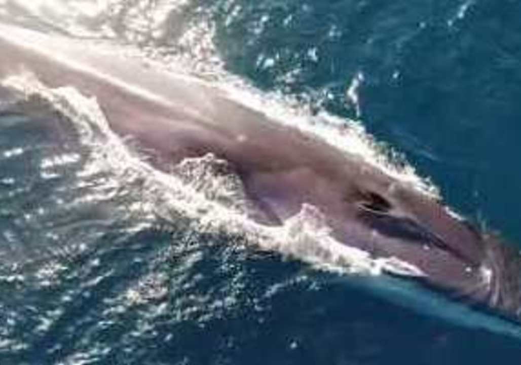 Stunning Drone Footage Shows Fin Whales Swimming Off Newport Beach, California