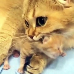 Phòng khám đa khoa Đại Đông - Cute cats compilation 2018 #5