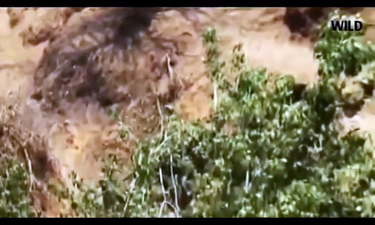 Thế giới động vật hoang dã-Cuộc chiến không hồi kết của trâu hoang dã và sư tử