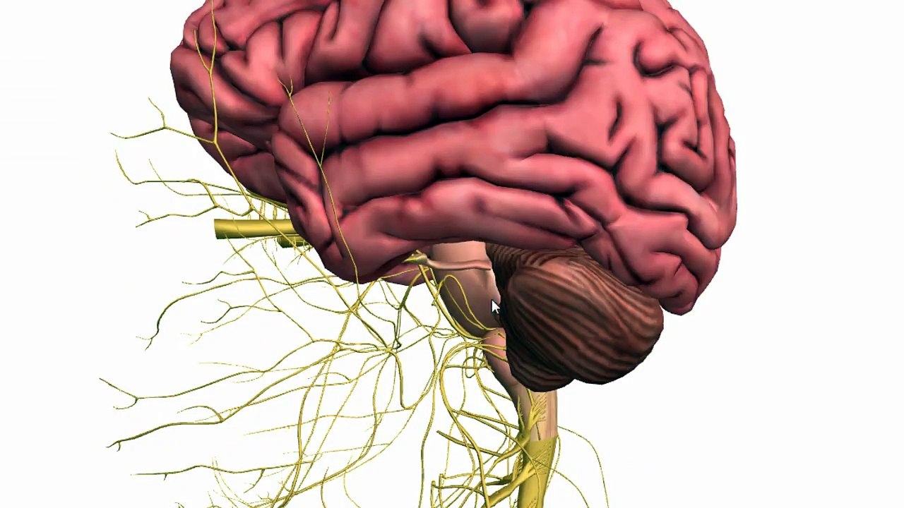 Basic Parts of the Brain - Part 1 - 3D Anatomy Tutorial