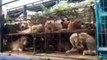 Activists Rescue Dogs From Dog Meat Festival