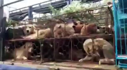 Activists Rescue Dogs From Dog Meat Festival