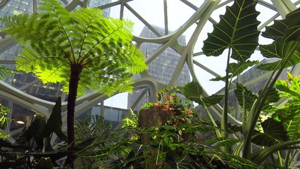 Amazon inaugura "bioesferas" para que empleados trabajen mejor