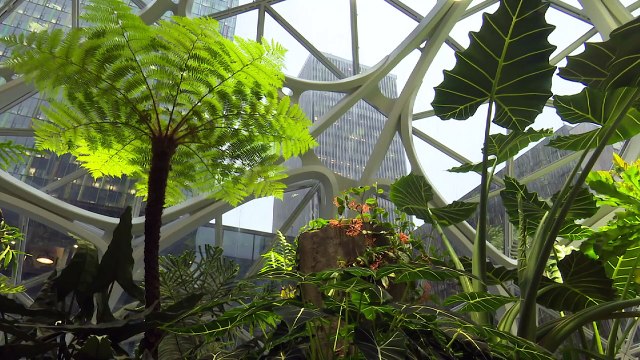 Amazon inaugura bioesferas para que empleados trabajen mejor