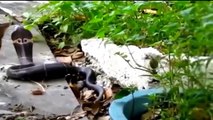 GRANDE BATALHA - Cobra vs gato - Cobras e Gatos lutam até a morte
