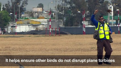 Falcons provide another eye in the sky at Mexico airport