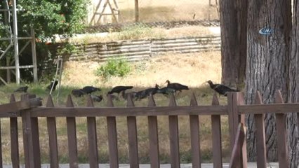 Kelaynak Sayısı 16 Yılda 42'den 240'a Ulaştı