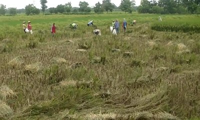 Petani Kediri Keluhkan Turunnya Harga Gabah