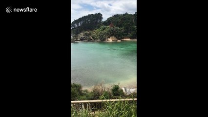 Scary moment orcas cruise close to child bathers in New Zealand