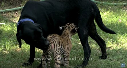 Maternal giving- Tiger cub and antelope feed from dog