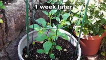 Tomatillo Planting, Growing, Harvesting - Enjoy this tangy twist on tomatoes!