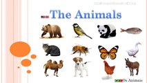 Learn about animals / animals for children / animals in english / animais em inglês